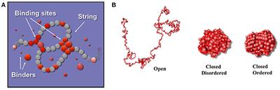 A Polymer Physics Investigation of the Architecture of the Murine Orthologue of the 7q11.23 Human Locus